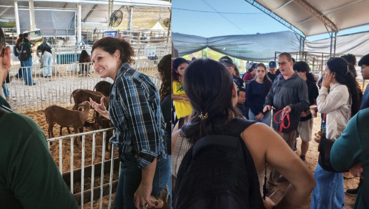 Fazenda Experimental integra programação da Expoagro 2026 com exposição de búfalas e apresentação de projetos